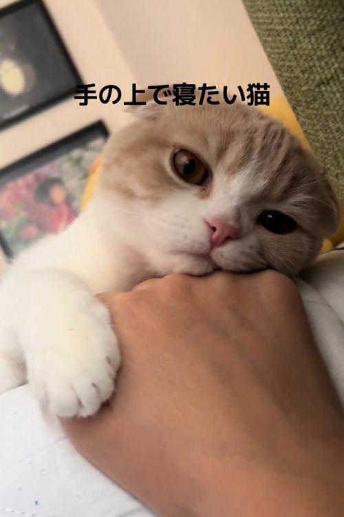 カメラの方を見る猫