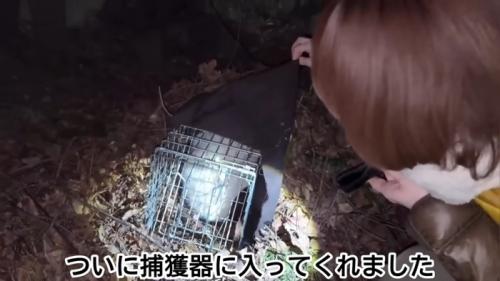 捕獲器の中にいる白い猫
