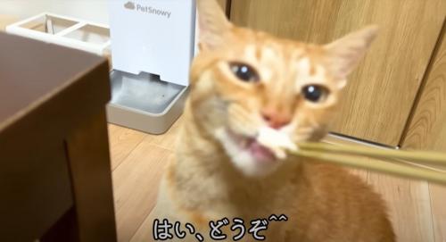 お箸でサンマを食べさせてもらう茶トラ猫