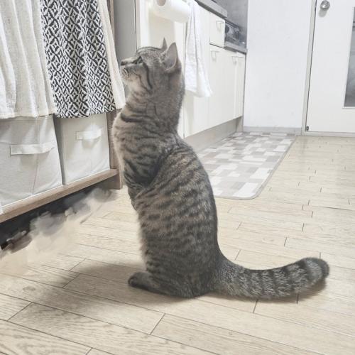 立っているしま模様の猫