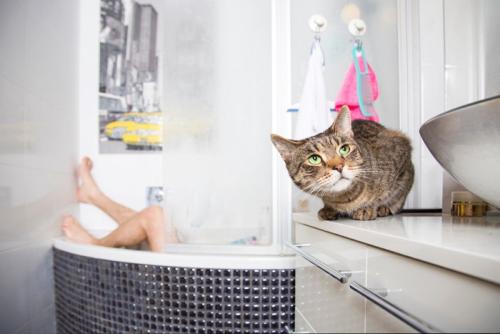 入浴中の女性とキジトラ猫