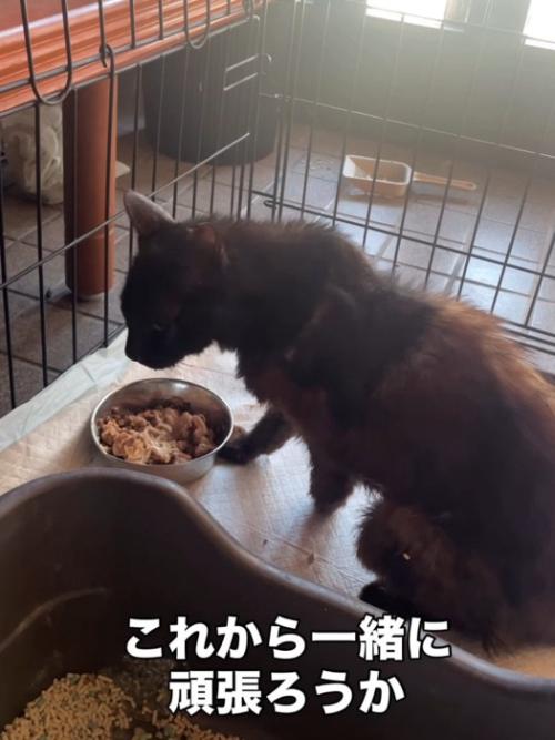 ケージの中にいる猫