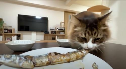 サンマのしっぽをかじる猫