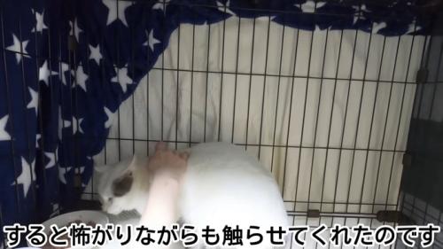 背中をなでられる猫
