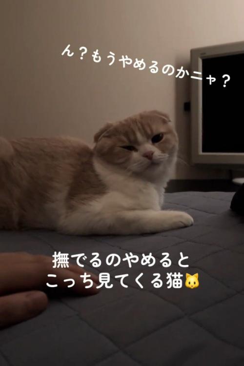 カメラを見る猫