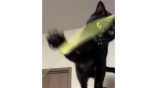 室内にいる猫