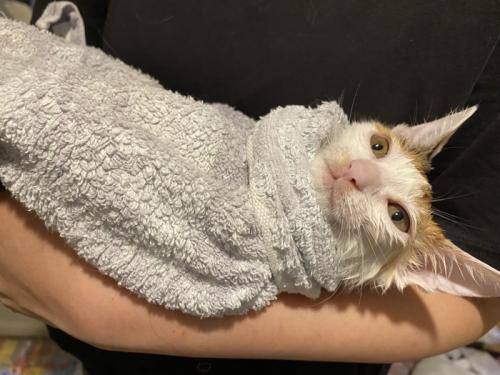 タオルにくるまれて赤ちゃん抱っこされる子猫