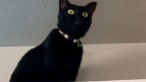 室内にいる猫