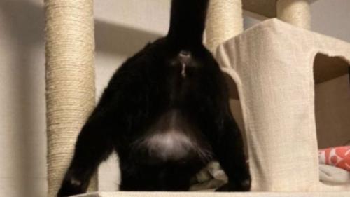 猫の足