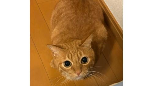 室内にいる猫