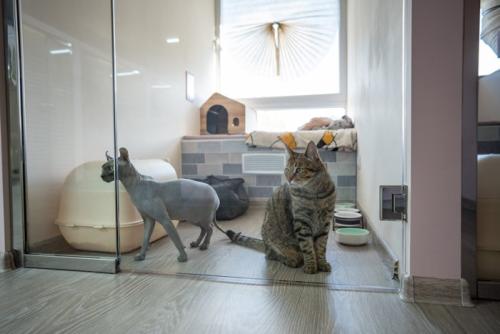 自分の部屋で過ごす老猫