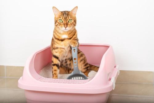 トイレの中でスコップに手をかける猫