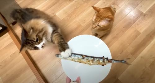 サンマに前足で触る猫、隣にもう1匹猫