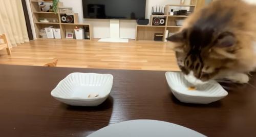 テーブルの上のお皿からサンマを食べる猫