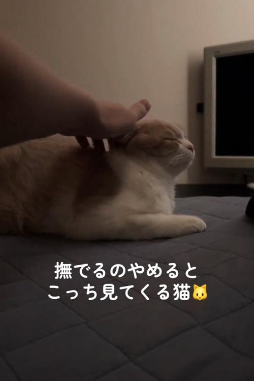 頭をなでられる猫