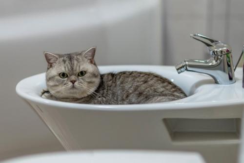 浴室の洗面台に収まる猫