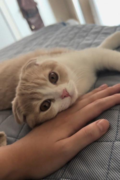 丸い目でカメラ目線の猫