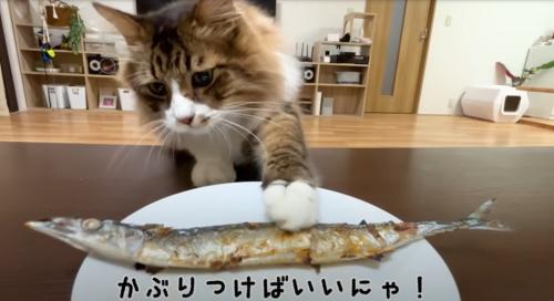 テーブルの上のサンマに前足で触る猫