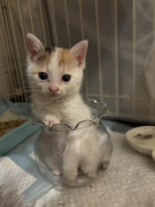 花瓶に入る子猫