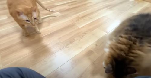 下を向いている猫と隣で見ている茶トラ猫