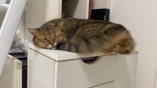 しっぽが顔に直撃