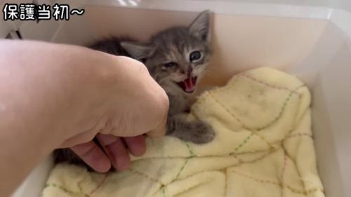 撫でられる猫の写真