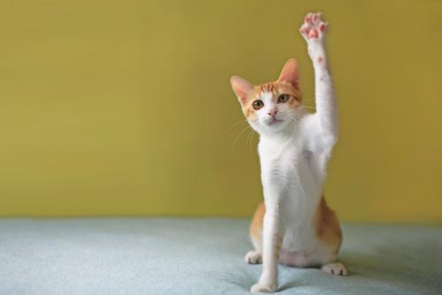 手を挙げて遊ぶ猫