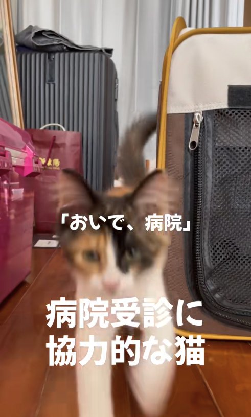 カメラに向かって走ってきている子猫