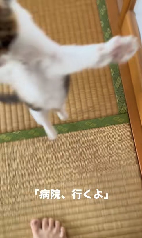 二本足で立っている顔が見切れた子猫