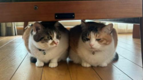 隠れている猫たち
