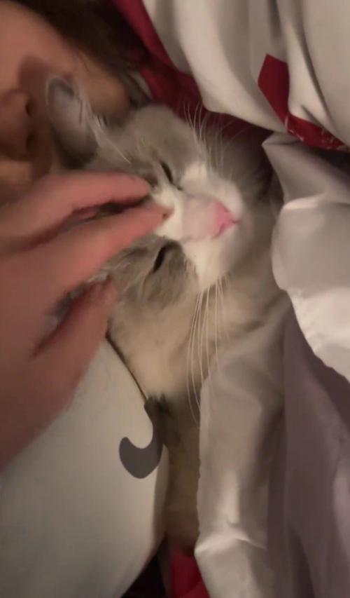 なでられるねこ