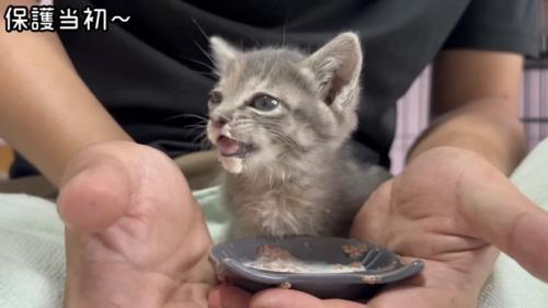 くしゃみする寸前の猫の写真