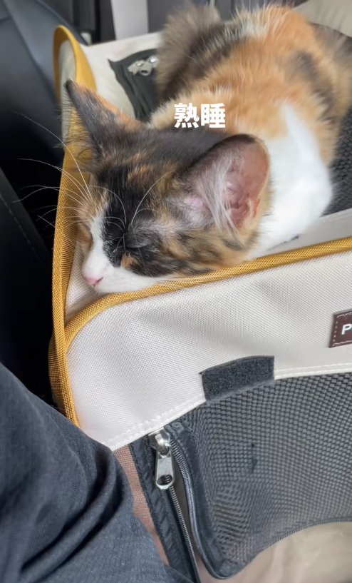 キャリーバッグの上で寝ている子猫