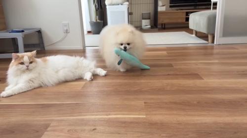 オモチャを運ぶポテチくん