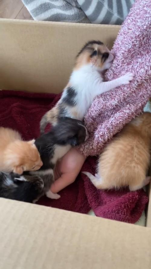 人の腕をよじ登る三毛猫