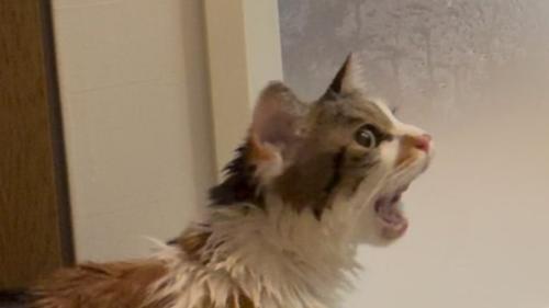 濡れている猫