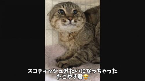 怒ってイカ耳のたこやきくん