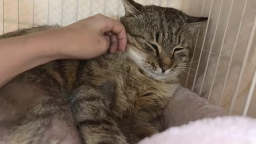 ママさんの手に安心のたこやきくん