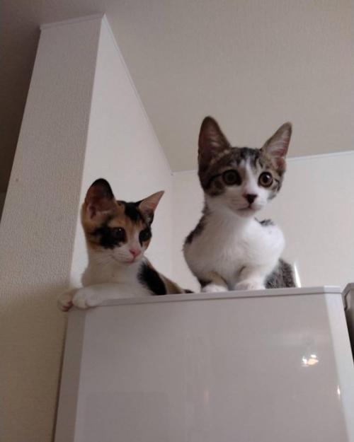 冷蔵庫の上に乗る2匹の猫