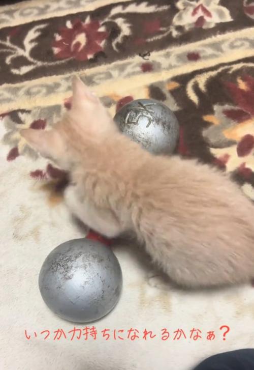 ダンベルを触る猫