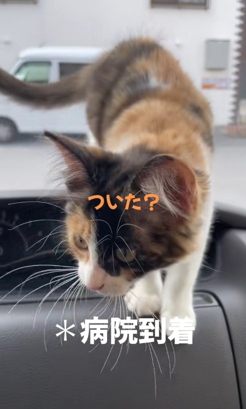 ダッシュボードの上に立っている子猫