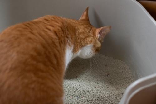 茶猫と猫トイレ