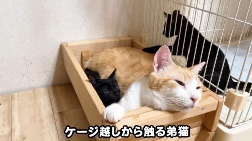 ケージ越しから