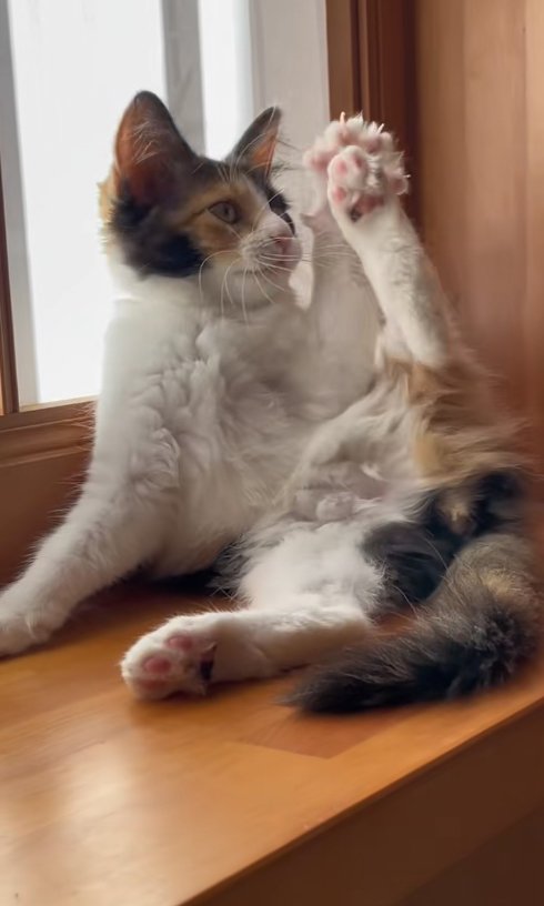 窓際で足を上げて毛づくろいしている子猫