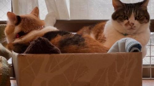 寄り添う猫たち