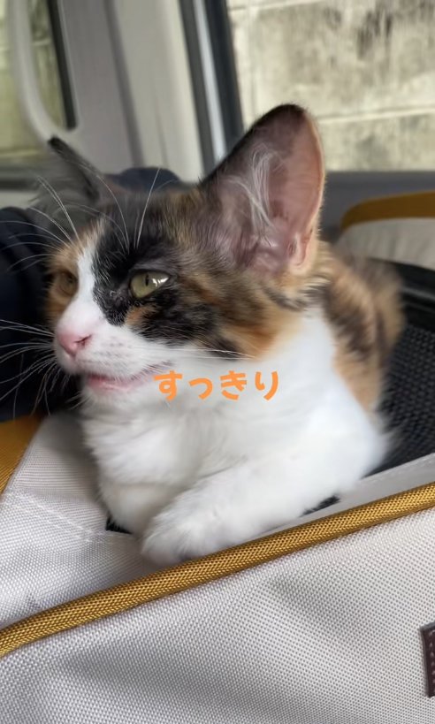 キャリーバッグの上で香箱座りをしている子猫「すっきり」