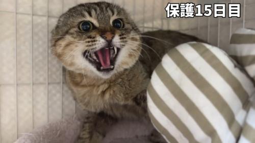 まだ警戒が激しいたこやきくん