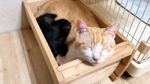 体に鼻を埋める子猫