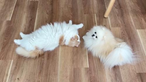 寝転がるふたり