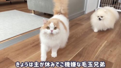 ご機嫌な毛玉兄弟